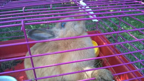 Продам декоративного кролика (цветной карликовый)
