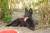 Очаровательная небольшая собака- компаньон Дюна