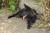 Очаровательная небольшая собака- компаньон Дюна