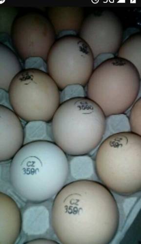 Инкубационное яйцо из Европы Кобб 500 и др.