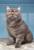 КошкЭлис -кошка британских кровей, окраса “шоколадный дым“ ищет новый дом