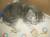 Шотландские котятки: скоттиш-страйт и вислоухие