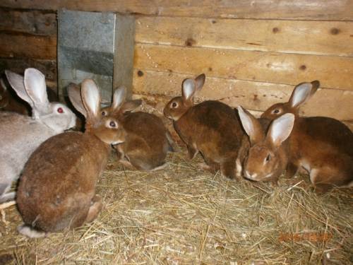 Продам кроликов породы “РЭКС“
