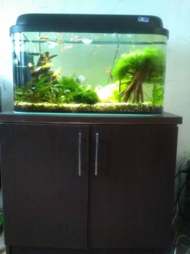 Аквариум с рыбками. 80 литров панорамный,с рыбками,растениями,декором,фильтром.