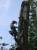 Спилить , удалить деревья  в Ступинском районе