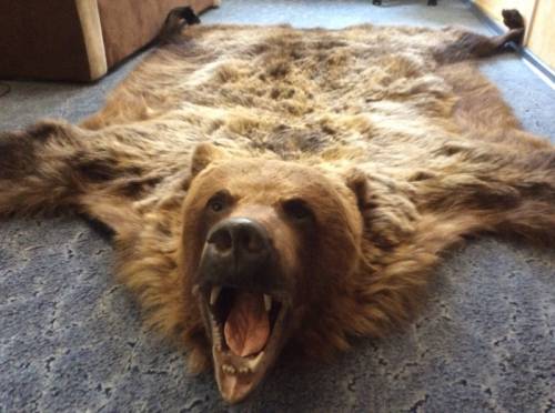 Продам шкуру медведя ковром