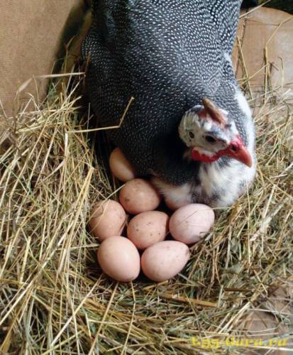 Домашнее деревенское яйцо кур и цесарок