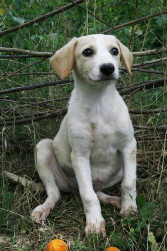 Красивый, ласковый щенок Лола. 2 месяца