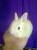 цветной карликовый кролик
