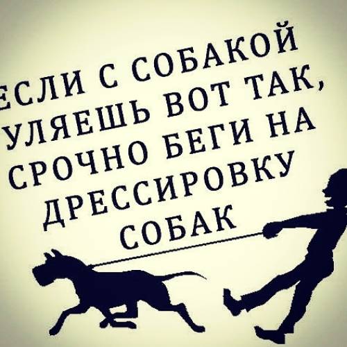 Дрессировка собак Воронеж 