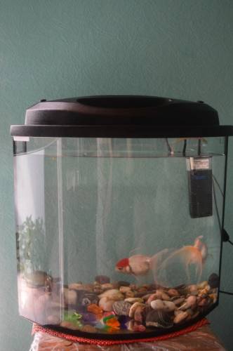 аквариум с двумя рыбками