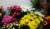 Цветы эквадор голландия кения доставка г раменское бесплатно 