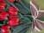 Панно из лент “Букет красных тюльпанов“