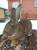 Кролики Бельгийский фландер ,Серый великан