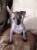 Мексиканская голая собака миниатюра