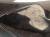 Ботфорты сапоги fabiani италия 39 38 размер коричневые замша зима мех таскана зи