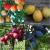 Частный Питомник “Семейный сад“реализует  саженцы плодовых деревьев, декоративные кустарники
