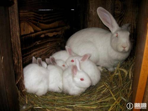 Продам кроликов Фландер и Белый Великан