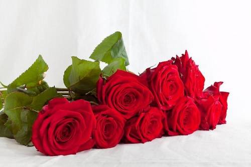 Юж-Корейская роза 25шт-2200р, 51-4350р от Цветочного короля! Доставка! 