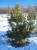 Посадочный материал кедра сибирского (сосны сибирской) крупномер, высотой 3-3.5 