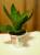 Сансевиерия Хана-комнатное растение