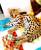 Азиатская леопардовая кошка.Котята из питомника.