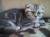 котята в Костроме от 2000-кот на вязку 1300