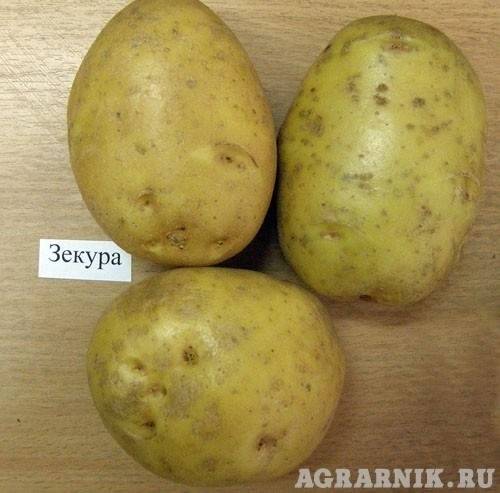 Семенной деревенский картофель.