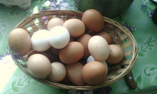 Продаются домашние куриные яйца