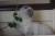 Шотландский вислоухий кот колорного окраса приглашает кошечек на Вязку