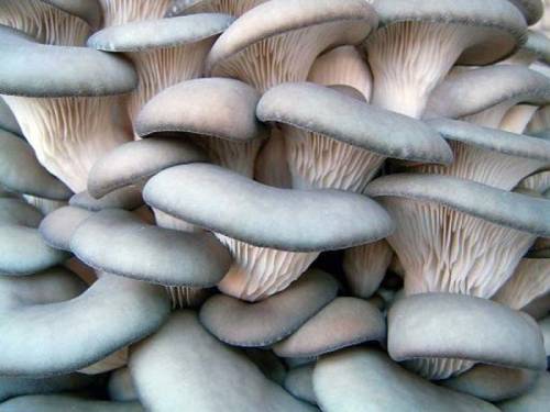 Продаются грибы вешенки (лесные)