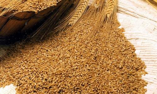 Продам пшеницу семенную