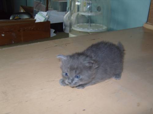 Серый ласковый котенок