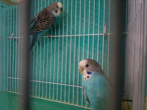 Волнистые попугаи, 2 года.Продаются вместе с клеткой и гнездом.