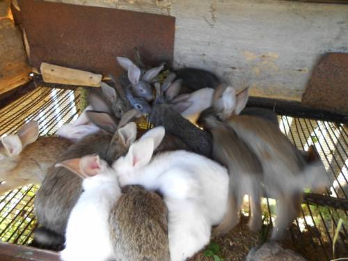 Продаю кроликов живым весом от 2,5-4 кг