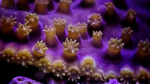 Турбинарии - коралл для морского аквариума