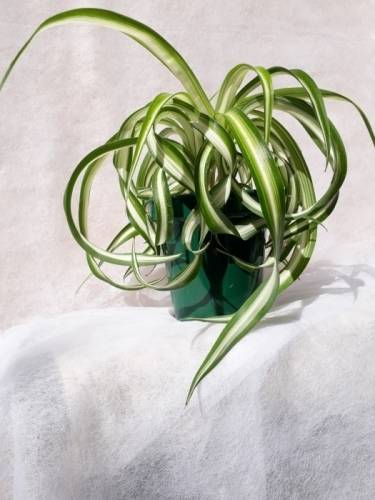 Хлорофитум кудрявый(Бонни)-одно из  самых полезных комнатных растений.
