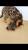 Бенгальский котик Килиан , с крупными розетками