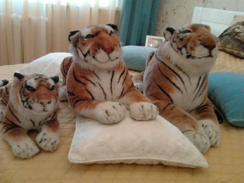 Тигры для души