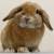 продам вислоухого карликовый кролик 
