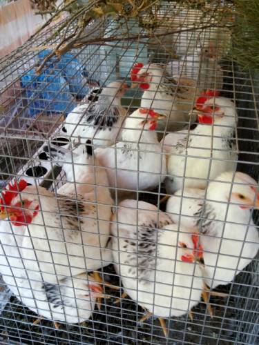 Инкубационные куриные яйца мини-мясная порода, амераукана, маран, помесные.