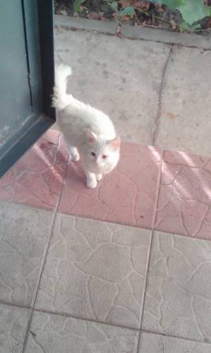 Котенок, девочка 1.5, чисто белая пушистая, с красивым хвостом,умная,аккуратная.