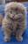 кот британский на вязку-1500    котята от 2000
