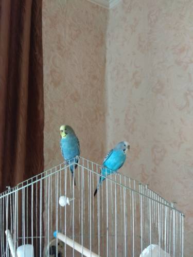 Голубые попугайчики не дорого