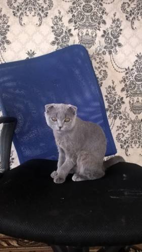 Британский веслоухий кот к лотку приучен