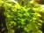Аквариумное растение “Гидрокотила ...“
