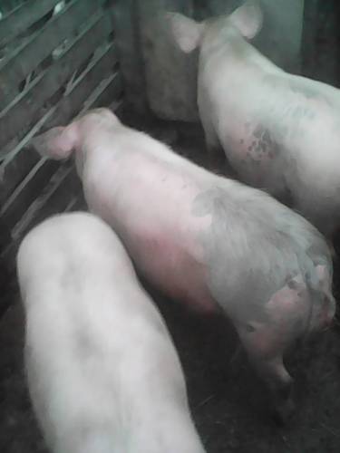 продаются свиньи порода ландрес вес70 кг.