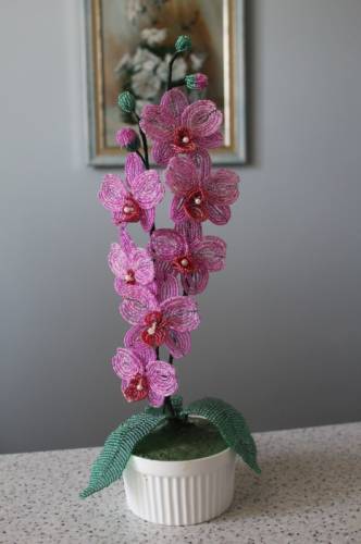 орхидея розовый бархат