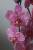орхидея розовый бархат