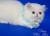 Персидский котенок белого окраса Диана